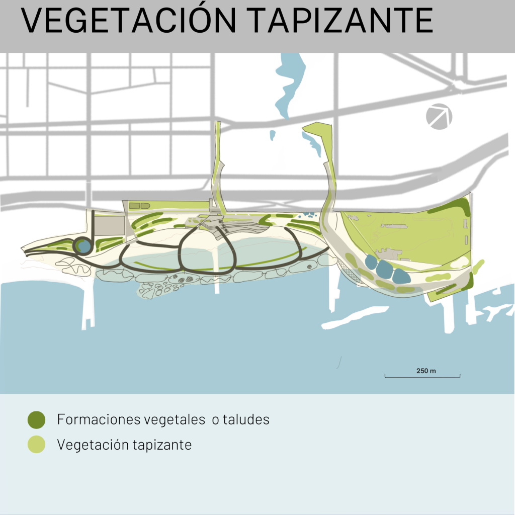 E7 - Vegetación tapizante  - TFM-CARETTA BEACH  - MONTE URBANO