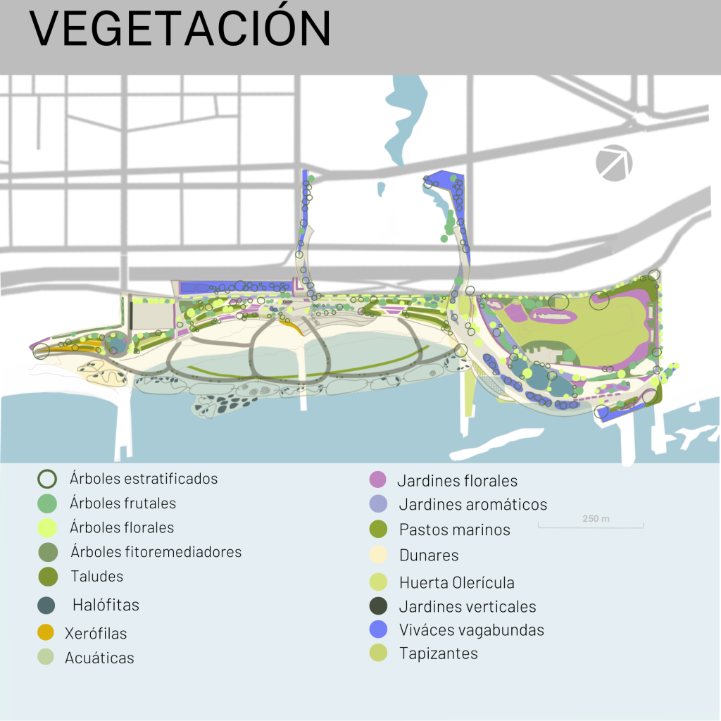 E8 -Vegetación 2  - TFM-CARETTA BEACH  - MONTE URBANO